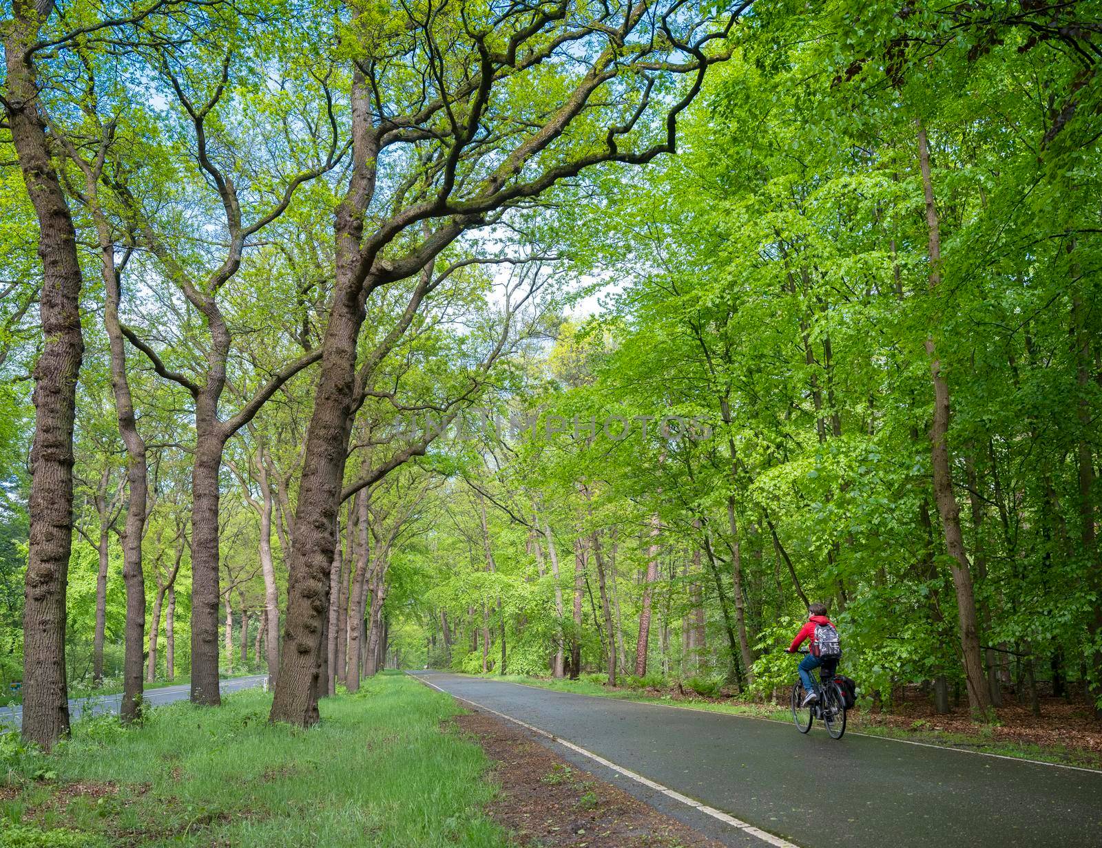 boy on bicycle rides home from school through spring forest in the netherlands near utrecht