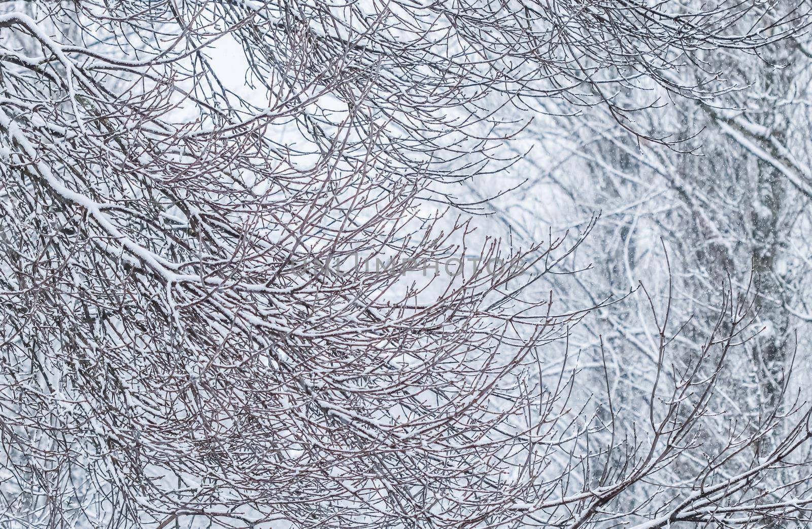 Snowing landscape, winter holiday concept - Fairytale fluffy snow-covered trees branches, nature scenery with white snow and cold weather. Snowfall in winter park. Soft focus