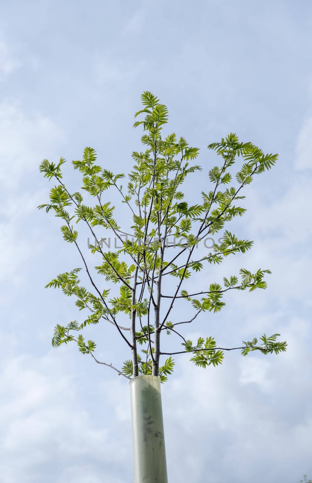 A Sapling Inside A Plastic Tree Shelter (Or Tree Guard Or Tree Protector) Against A Bright Spring Sky