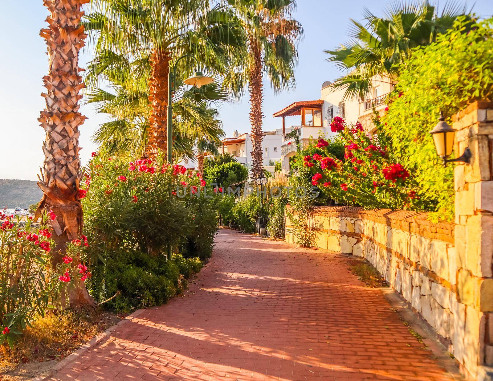 A beautiful street of a small town with tropical plants on the Mediterranean coast by Olayola