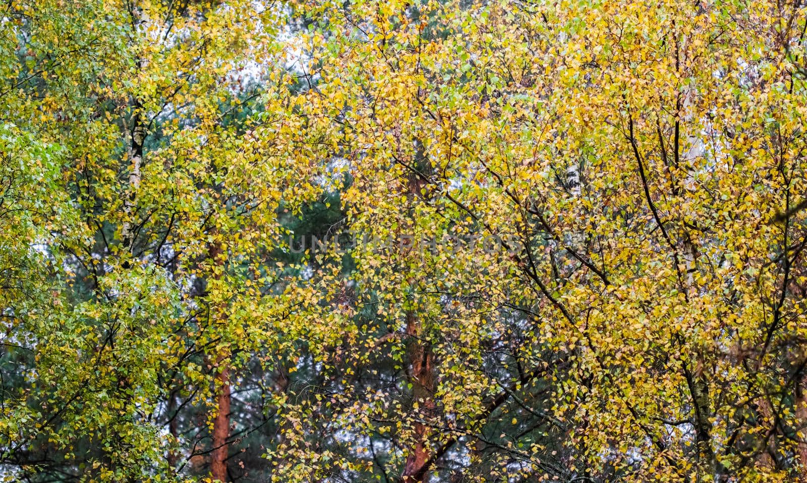 Bright yellow leaves on birch branches in the forest. Autumn background