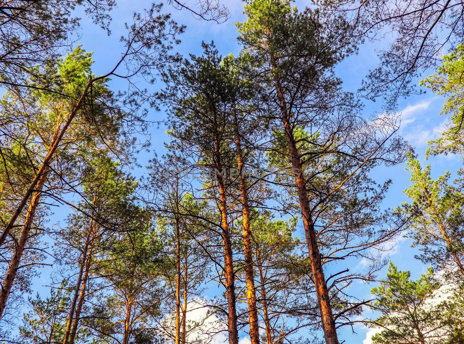 Tall trunks of pine trees on a background of blue sky in the forest