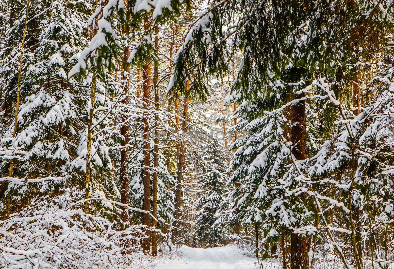 Snowy winter forest with tall pines and beautiful snowy coniferous trees. White snowy path and a lot of thin twigs covered with snow by Olayola