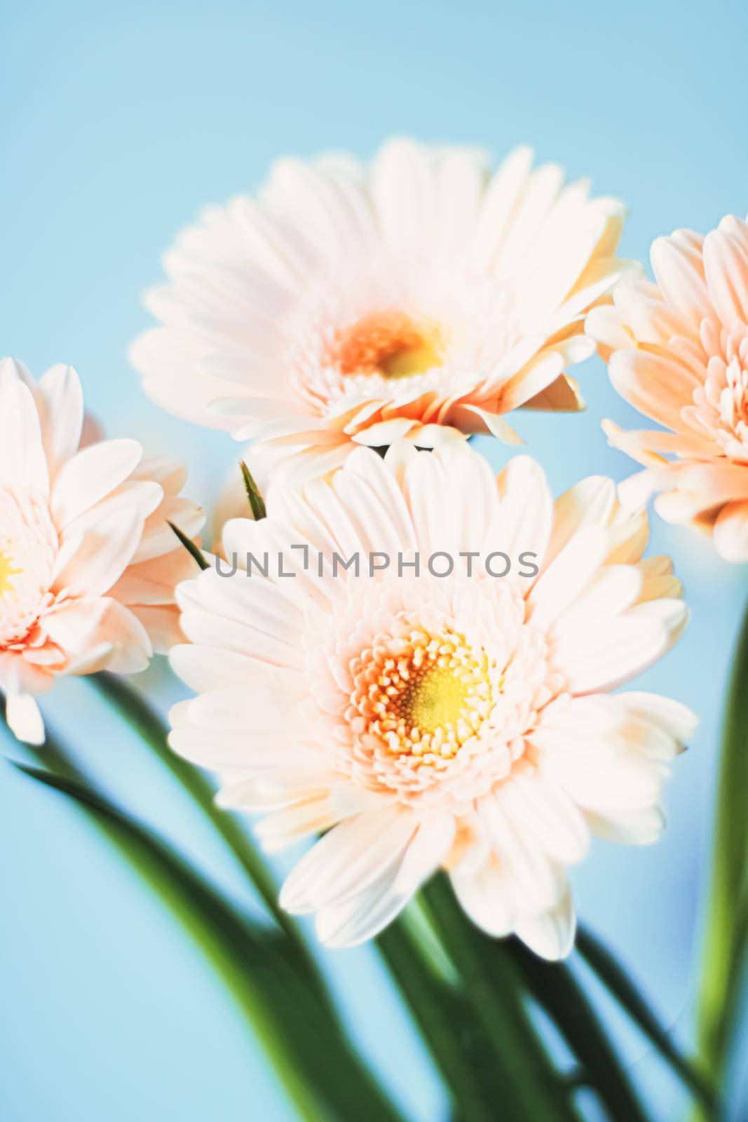 Beauty of a daisy flower, floral art and beauty in nature by Anneleven