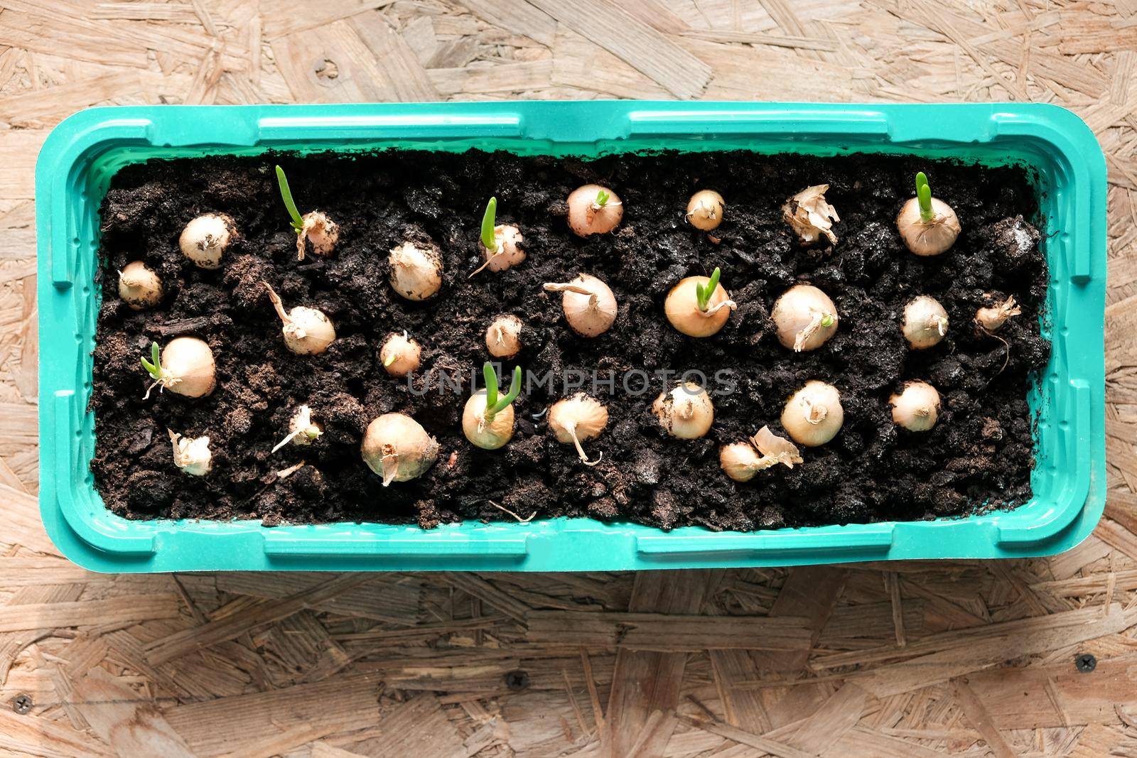 Young green onions in the ground. Growing onions on the windowsill in the house. Greens at home. Close-up view. For a gardening site.