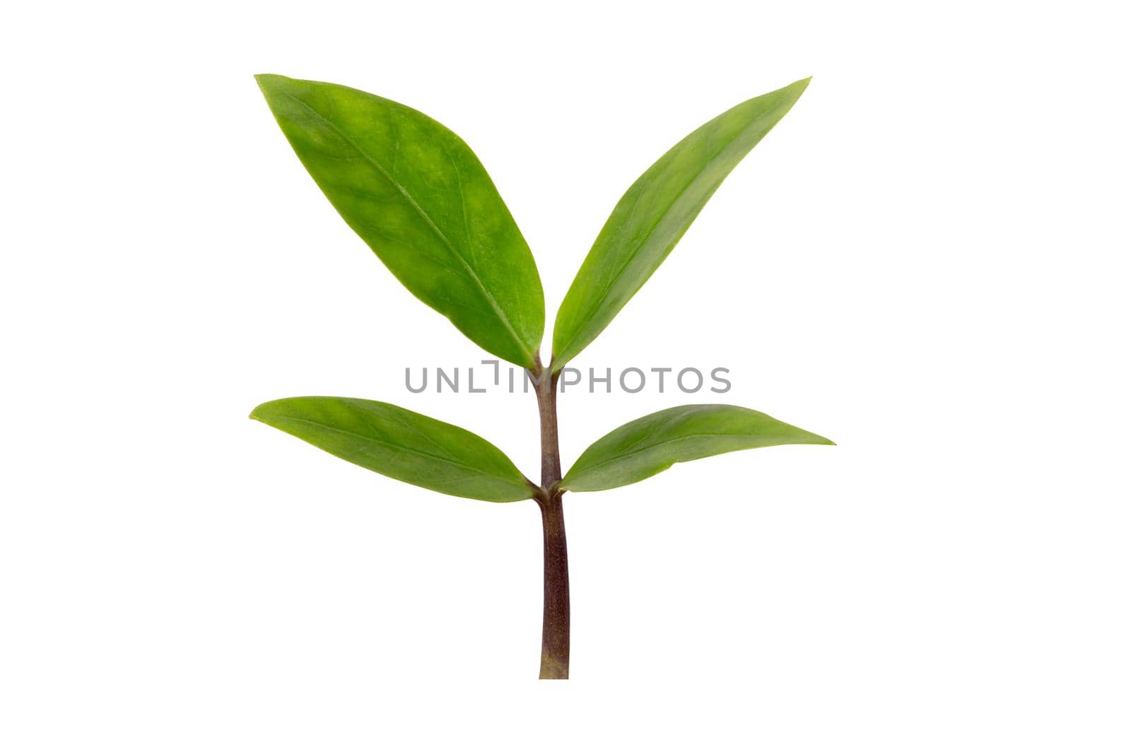 Green leaf and stem isolated on white background, closeup green leaves and growth is element isolate. by nnudoo