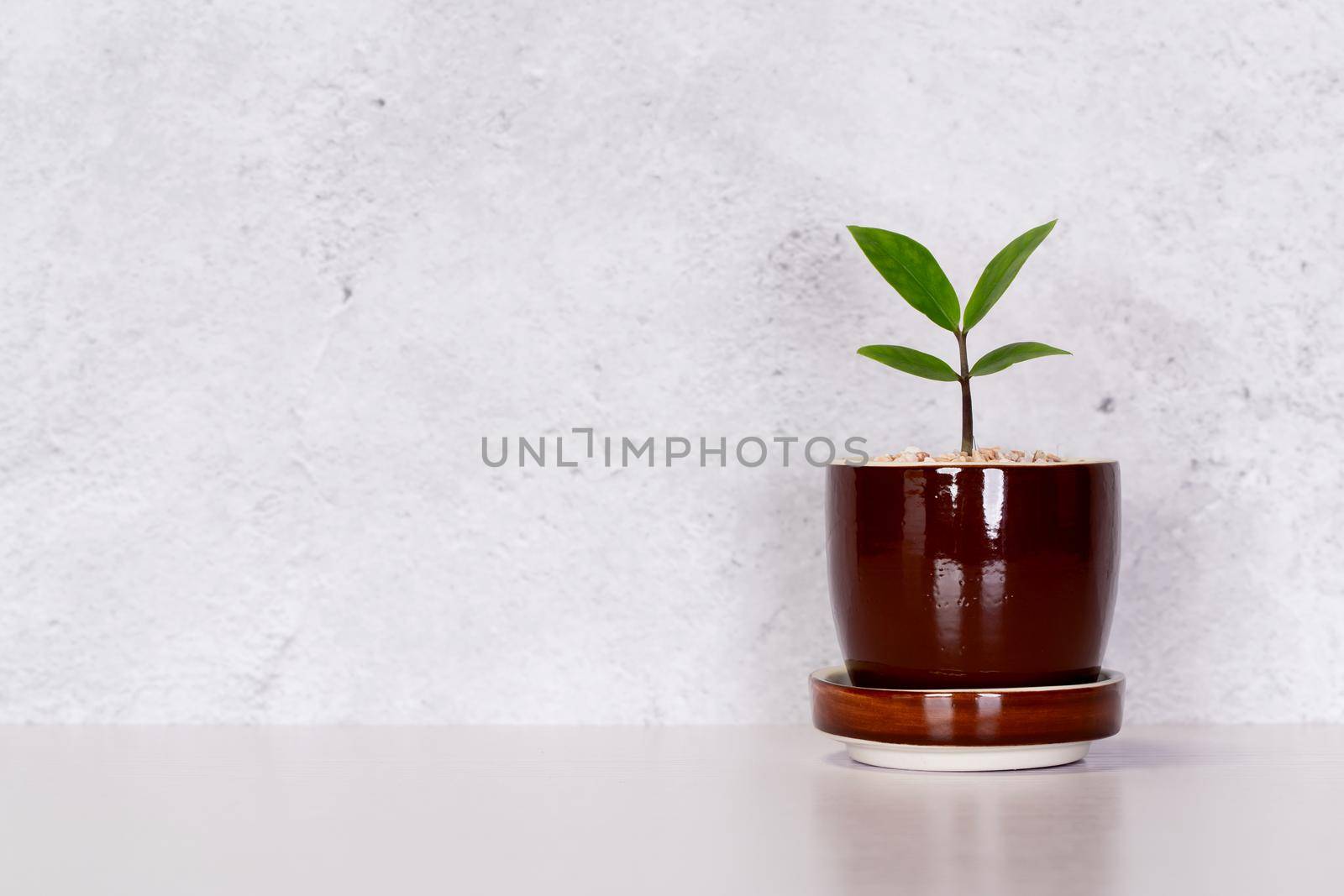 Mini plant succulent on wooden white desk, little plant and leaf in potted on table with cement texture background, copy space, nobody, tree in pot for decoration in home, spring and summer.