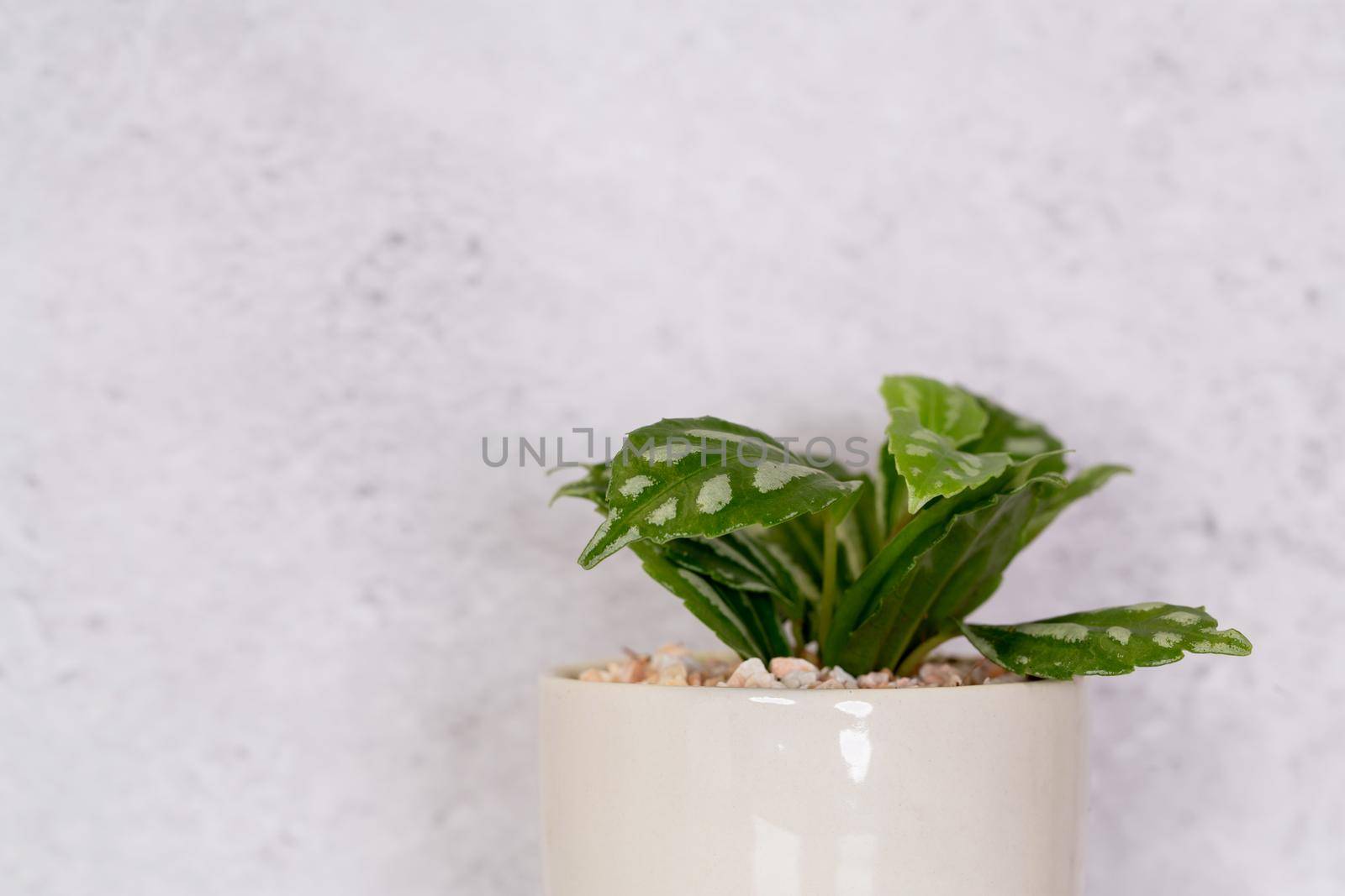 Mini plant succulent on wooden white desk, little plant and leaf in potted on table with cement texture background, copy space, nobody, tree in pot for decoration in home, spring and summer.