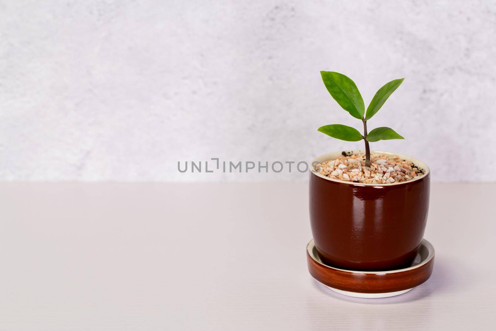 Mini plant succulent on wooden white desk, little plant and leaf in potted on table with cement texture background, copy space, nobody, tree in pot for decoration in home, spring and summer.