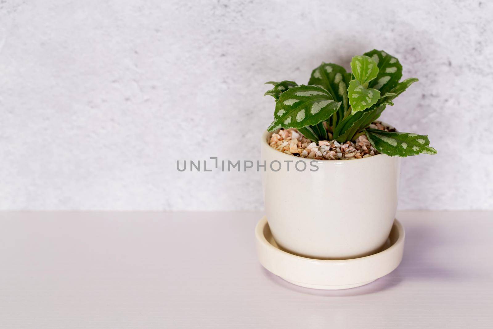 Mini plant succulent on wooden white desk, little plant and leaf in potted on table with cement texture background, copy space, nobody, tree in pot for decoration in home, spring and summer.
