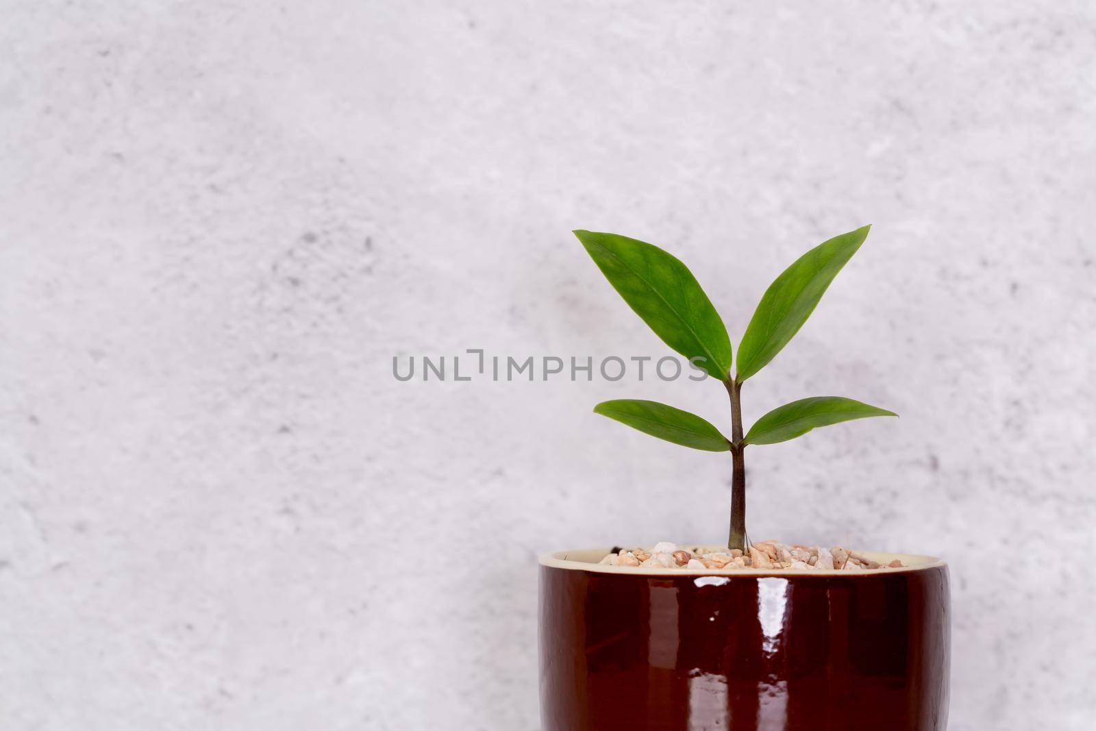 Mini plant succulent on wooden white desk, little plant and leaf in potted on table with cement texture background, copy space, nobody, tree in pot for decoration in home, spring and summer. by nnudoo