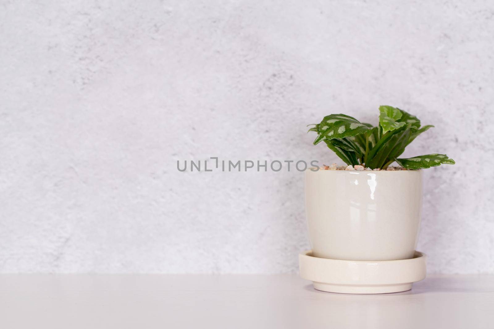 Mini plant succulent on wooden white desk, little plant and leaf in potted on table with cement texture background, copy space, nobody, tree in pot for decoration in home, spring and summer. by nnudoo