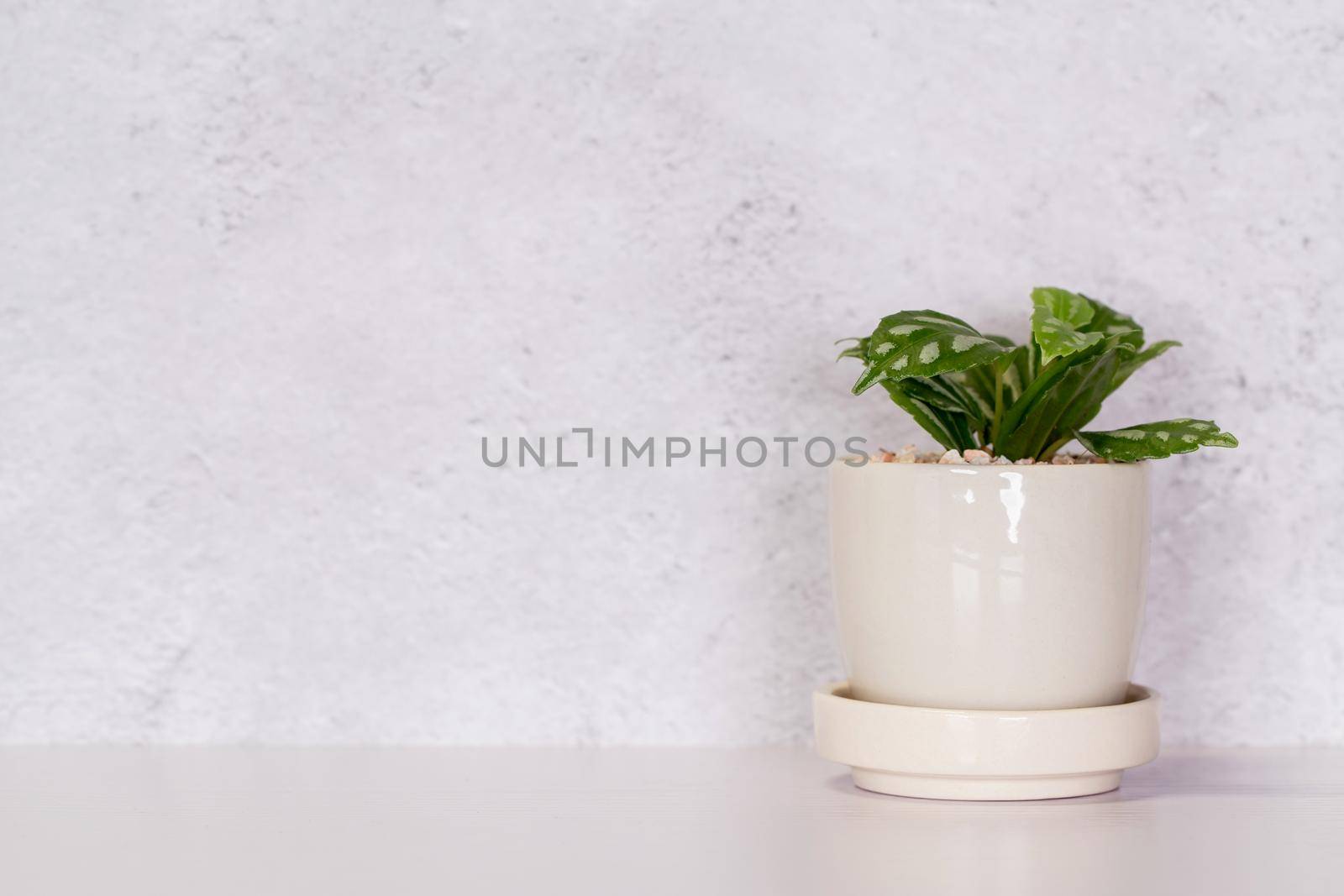 Mini plant succulent on wooden white desk, little plant and leaf in potted on table with cement texture background, copy space, nobody, tree in pot for decoration in home, spring and summer.