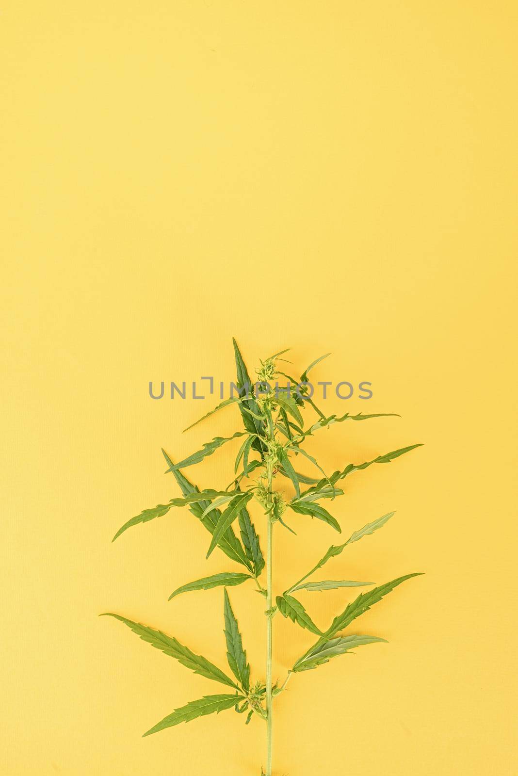 Alternative medicine. cannabis plant on a yellow background. medical weed. Copy space