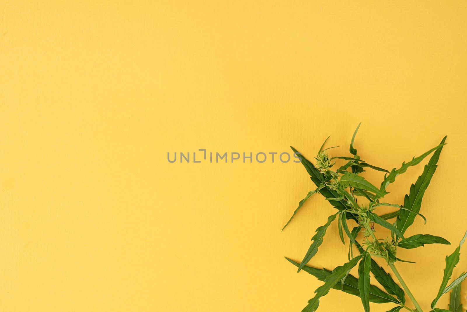 Alternative medicine. cannabis plant on a yellow background. medical weed. Copy space