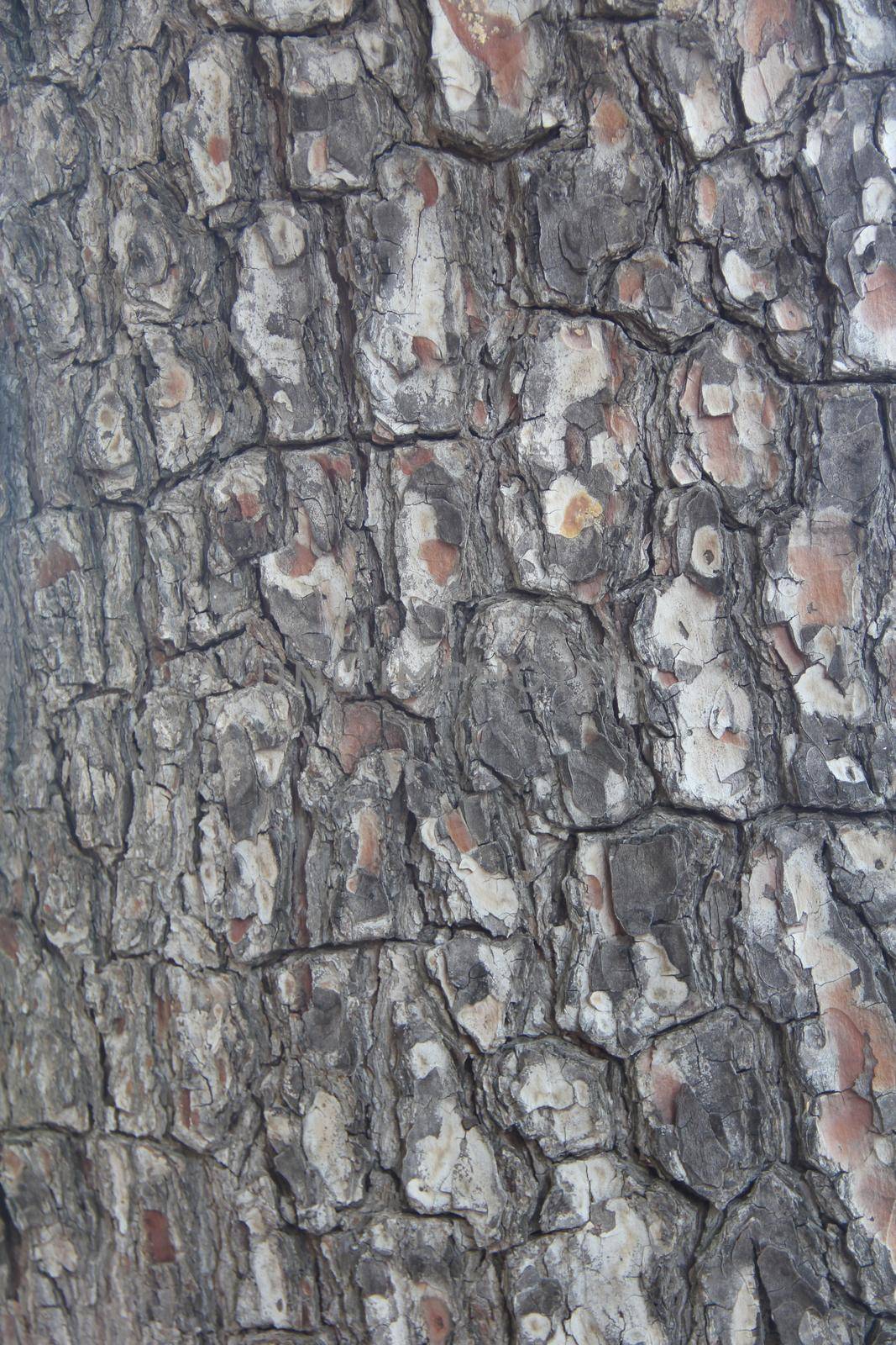 Pine tree bark texture by destillat