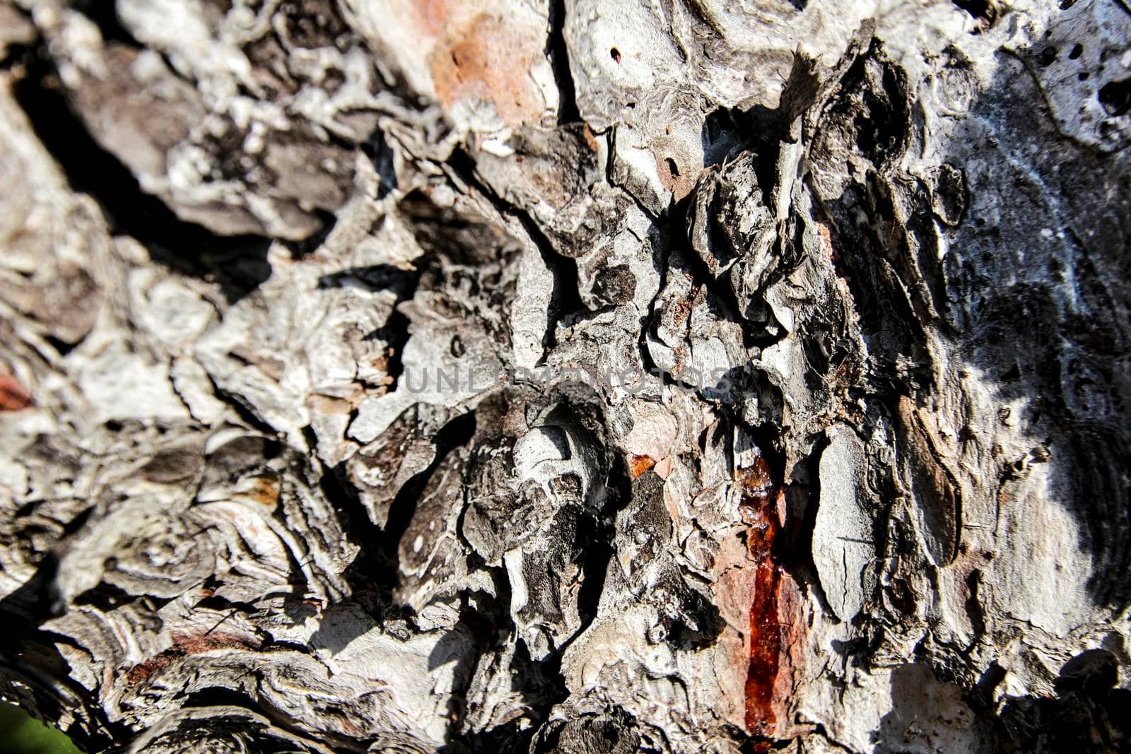 Beautiful pine bark texture with lichen and resin in the forest