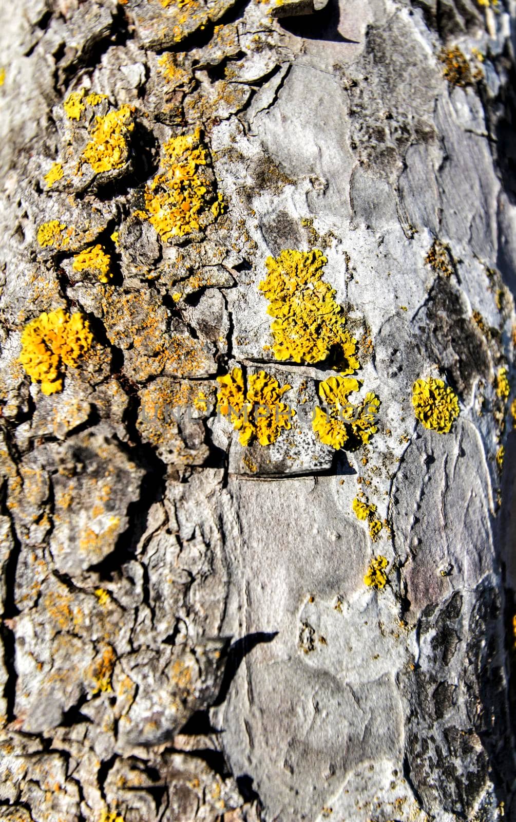 Beautiful pine bark texture with lichen and resin in the forest