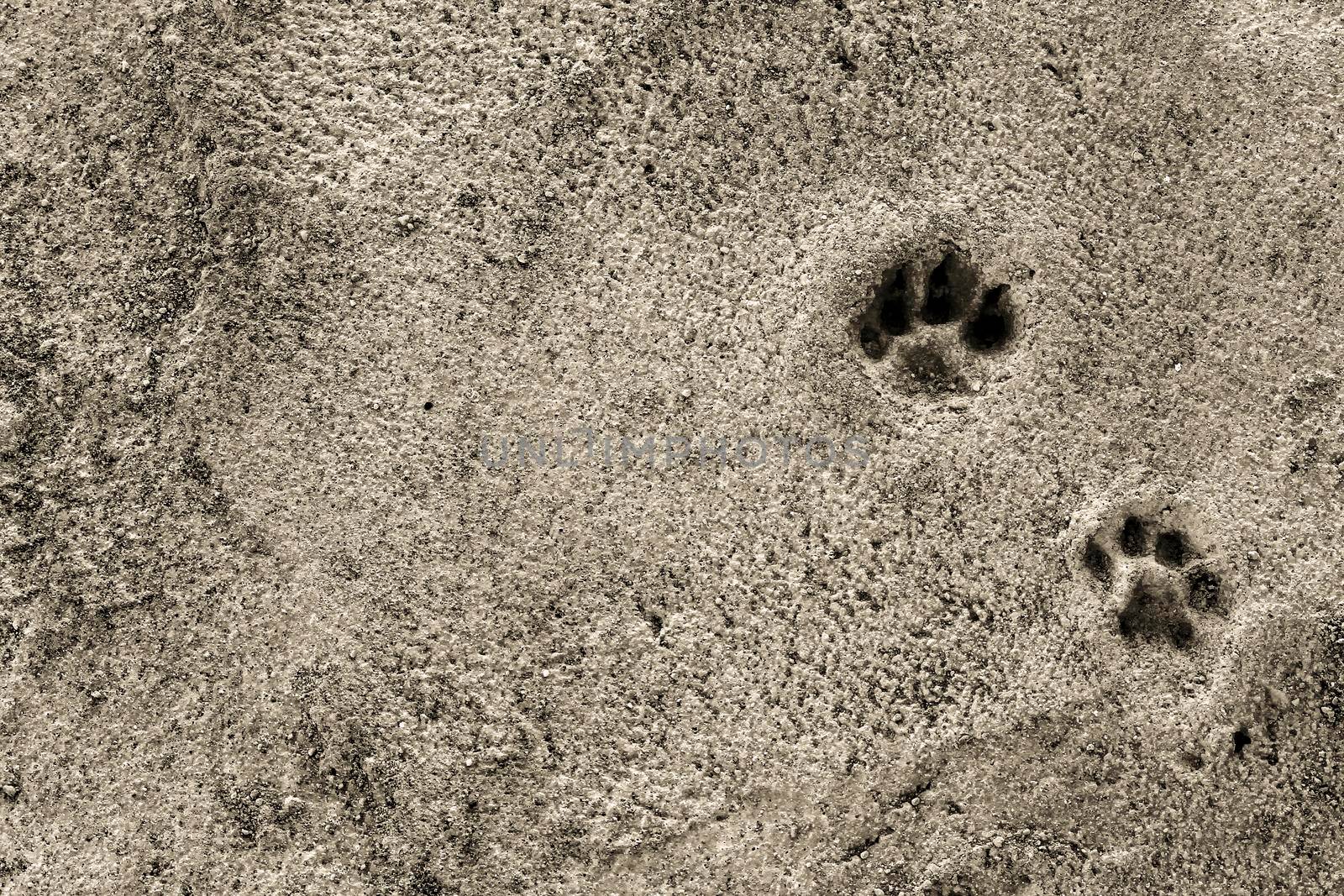 Dog footsteps on gray concrete block. Monochrome picture.