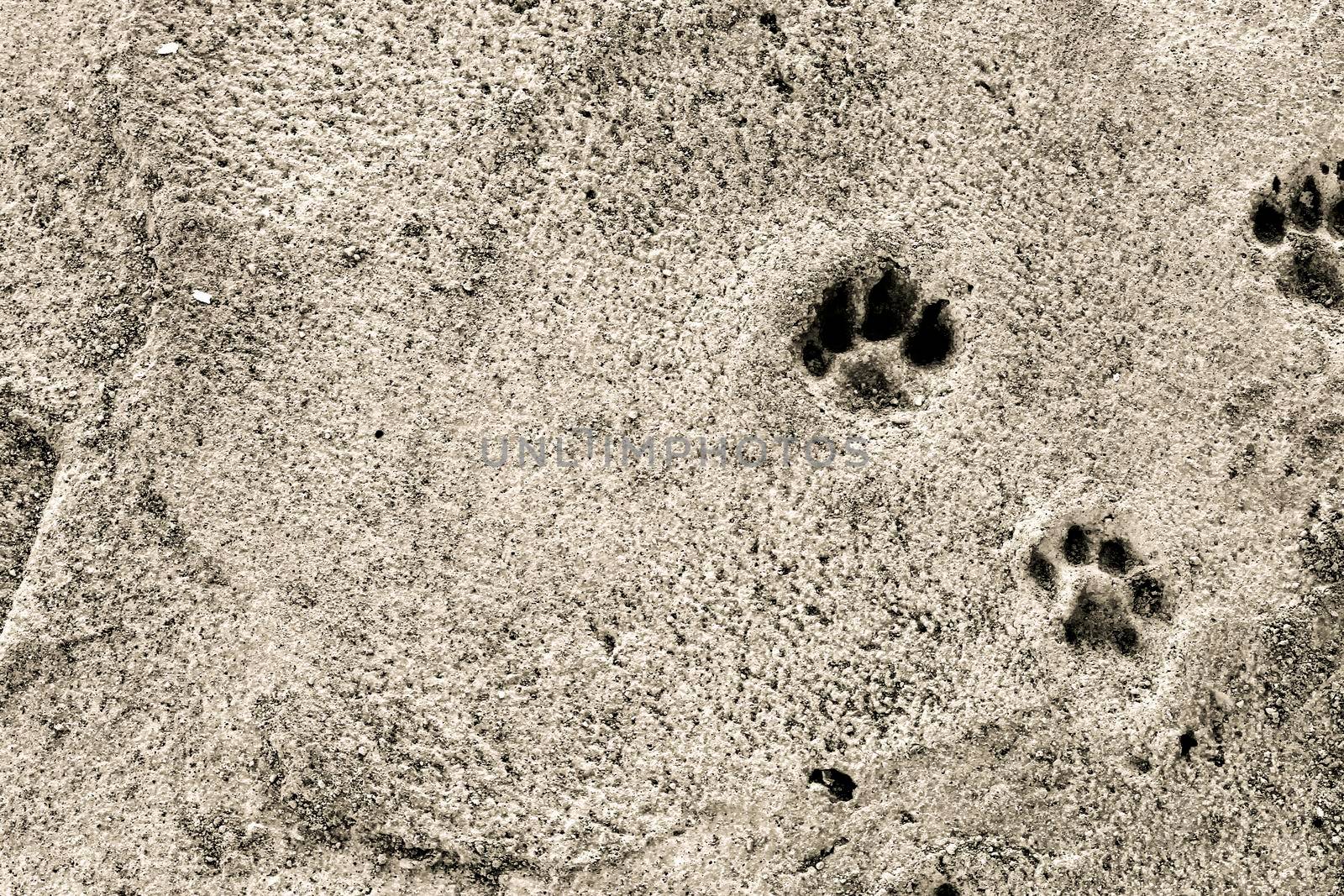 Dog footsteps on gray concrete block. Monochrome picture.