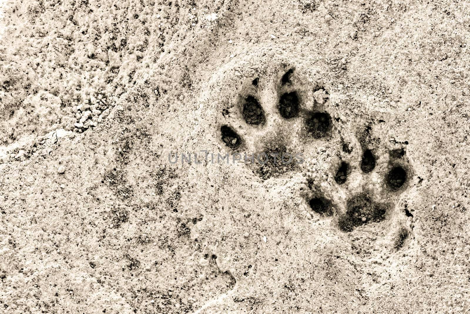 Dog footsteps on gray concrete block. Monochrome picture.