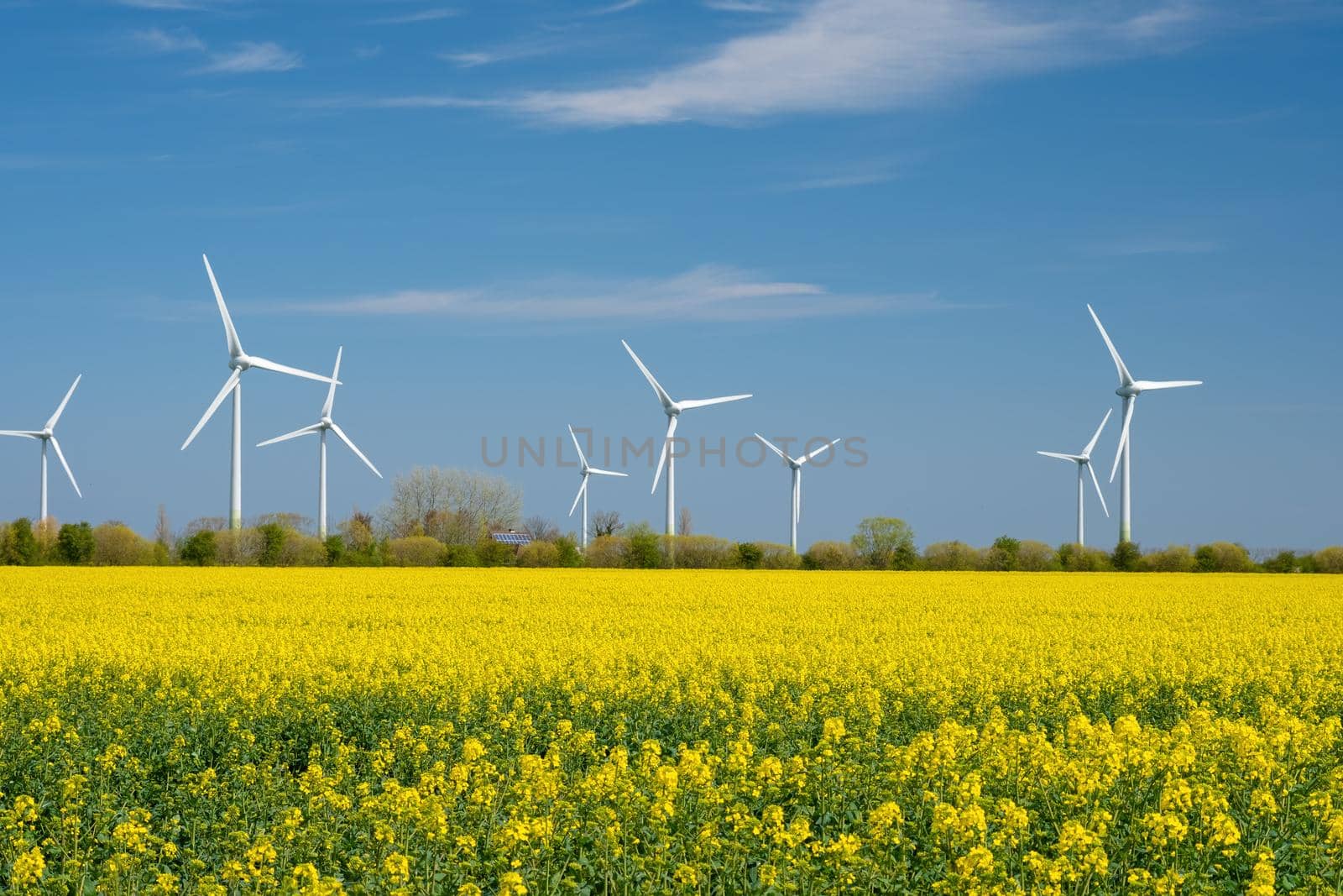 Yellow rapeseed field panorama with wind turbine or wind wheels. by Fischeron