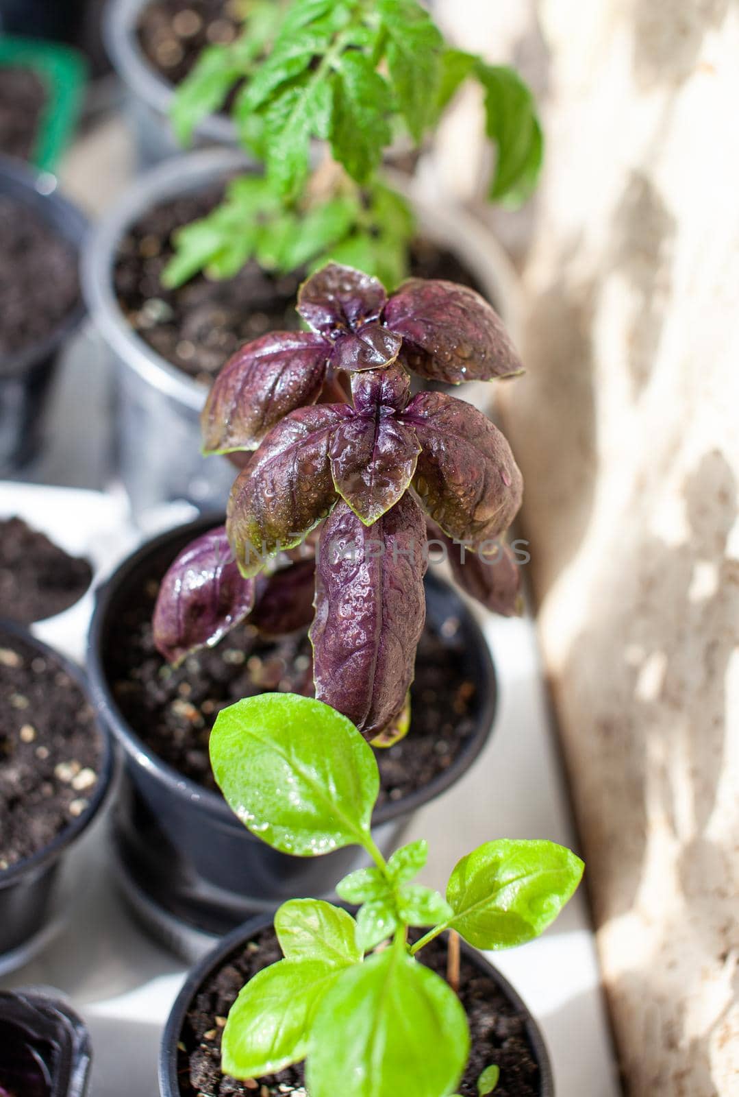 Close-up of purple basil and other green plants grown in a tray on a home windowsill. Seedlings of domestic plants. Healthy food concept, vegan concept. Home gardening.