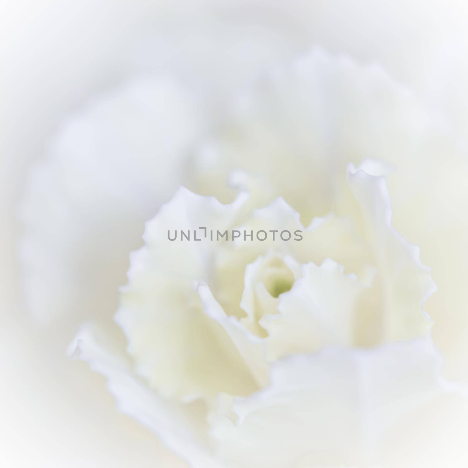 Retro art, vintage card and botanical concept - Abstract floral background, white carnation flower. Macro flowers backdrop for holiday brand design