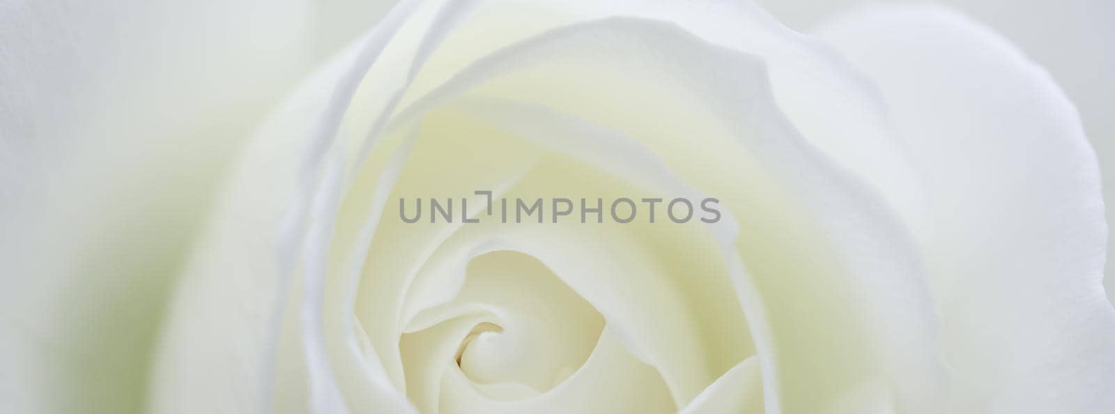 Abstract floral background, white rose flower petals. Macro flowers backdrop for holiday design. Soft focus.