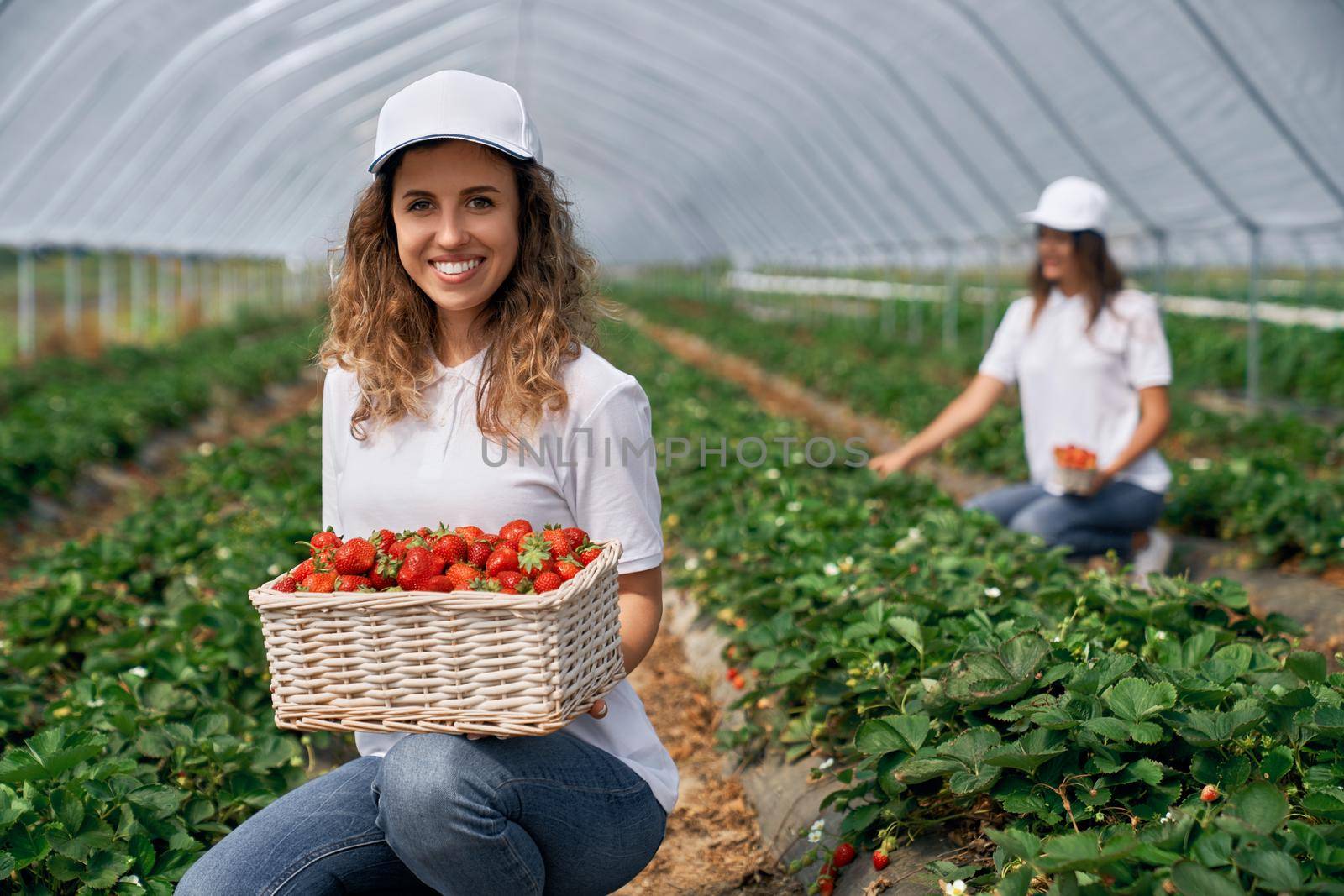 Front view of two squatting women wearing white caps are harvesting strawberries . Two smiling females are posing with basket of just picked strawberries in greenhouse . Concept of harvest.