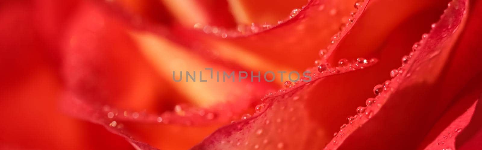 Soft focus, abstract floral background, red rose flower with water drops. Macro flowers backdrop for holiday design by Olayola
