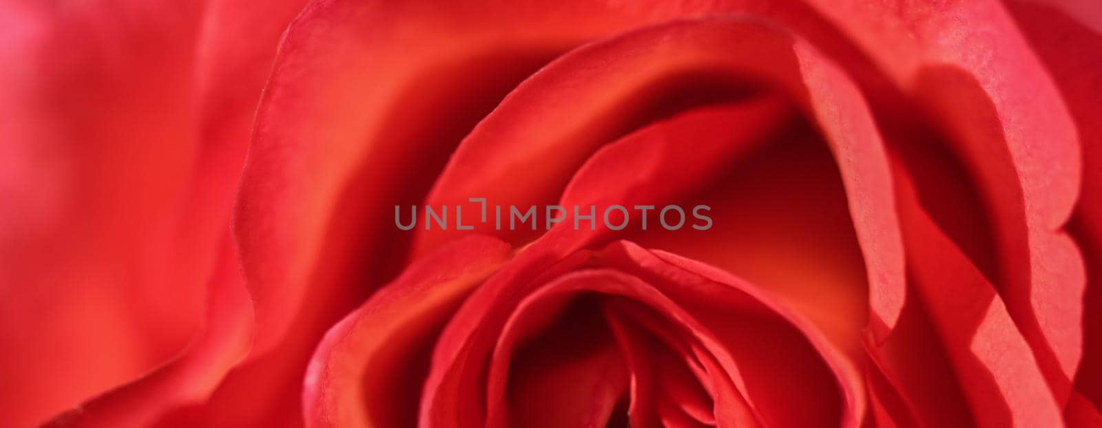 Soft focus, abstract floral background, red rose flower. Macro flowers backdrop for holiday design by Olayola