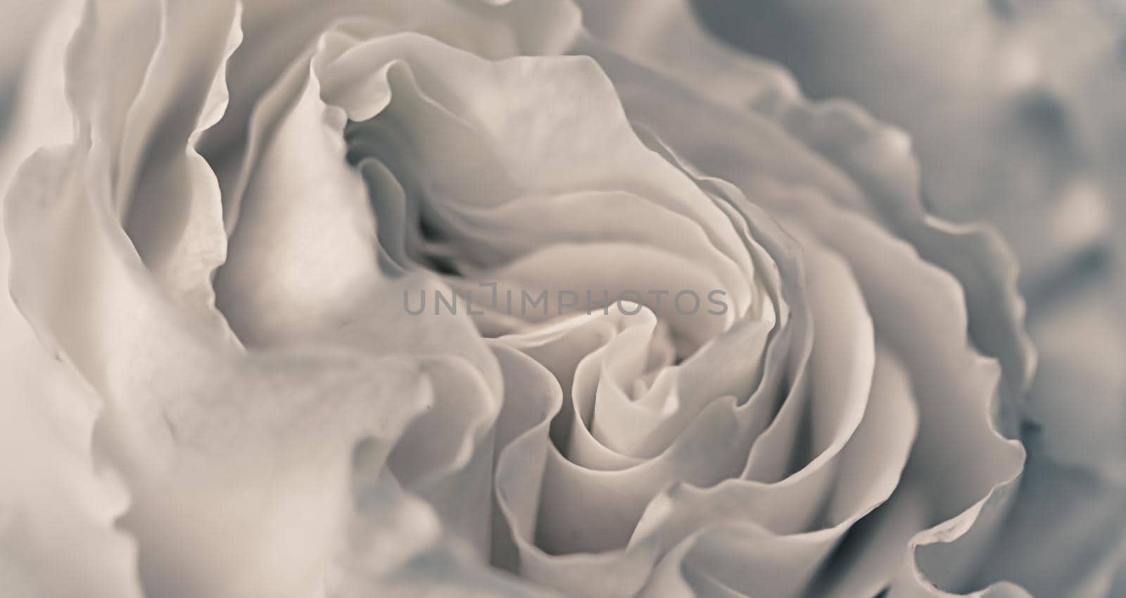 Abstract floral background, white rose flower petals. Macro flowers backdrop for holiday design. Soft focus by Olayola