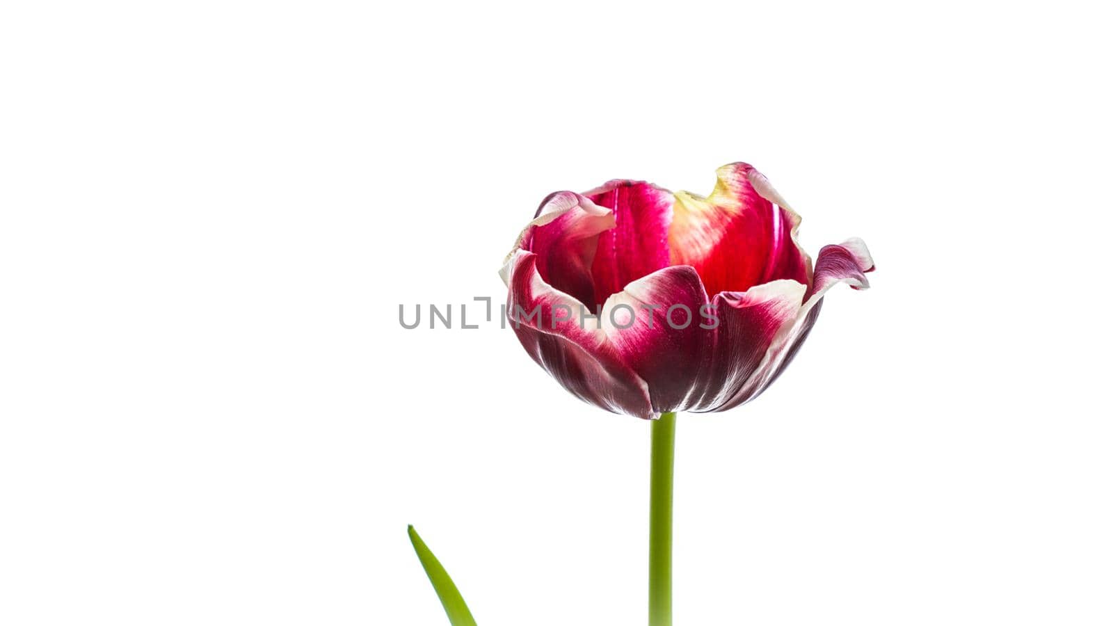 Red tulip flower isolated on a white background. Perfect for greeting card backdrop