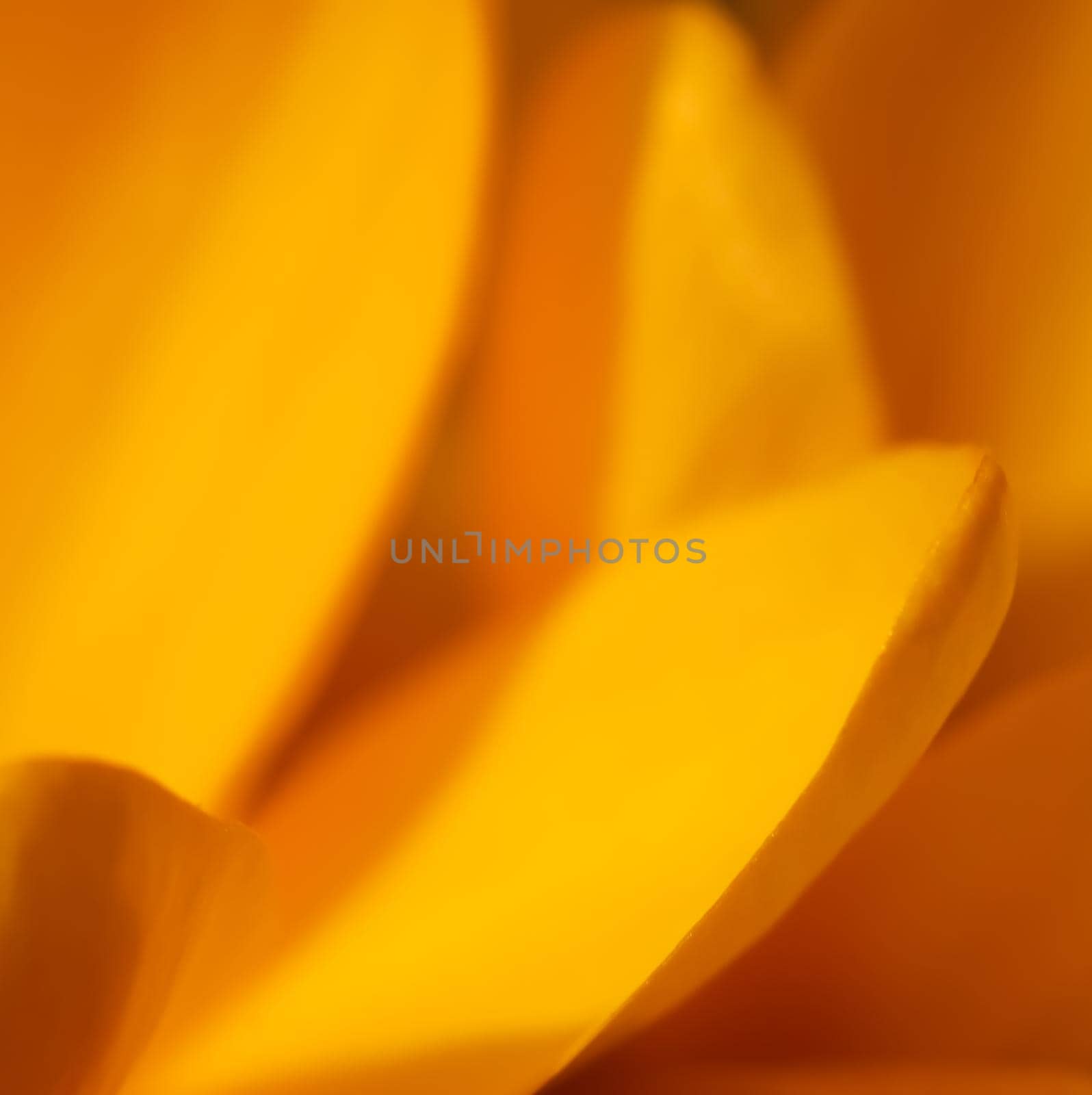 Abstract floral background, yellow crocus flowers. Macro flowers backdrop for holiday brand design by Olayola