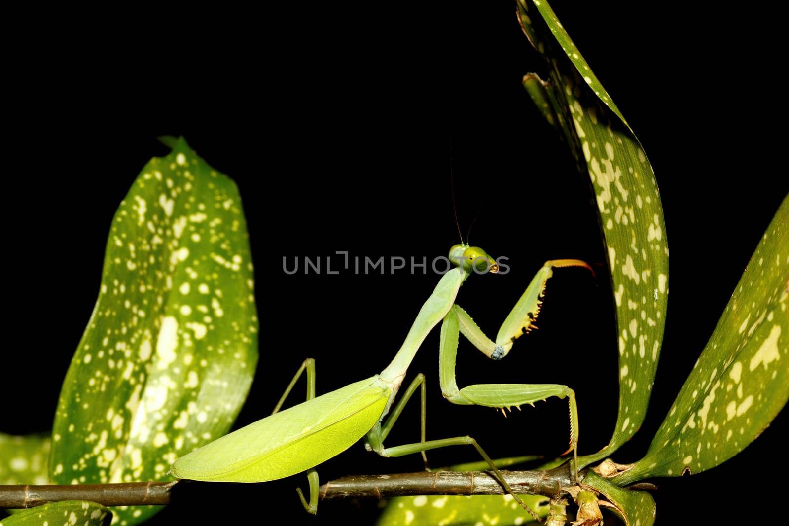 praying mantis on leaf, Sulawesi, Indonesia by artush