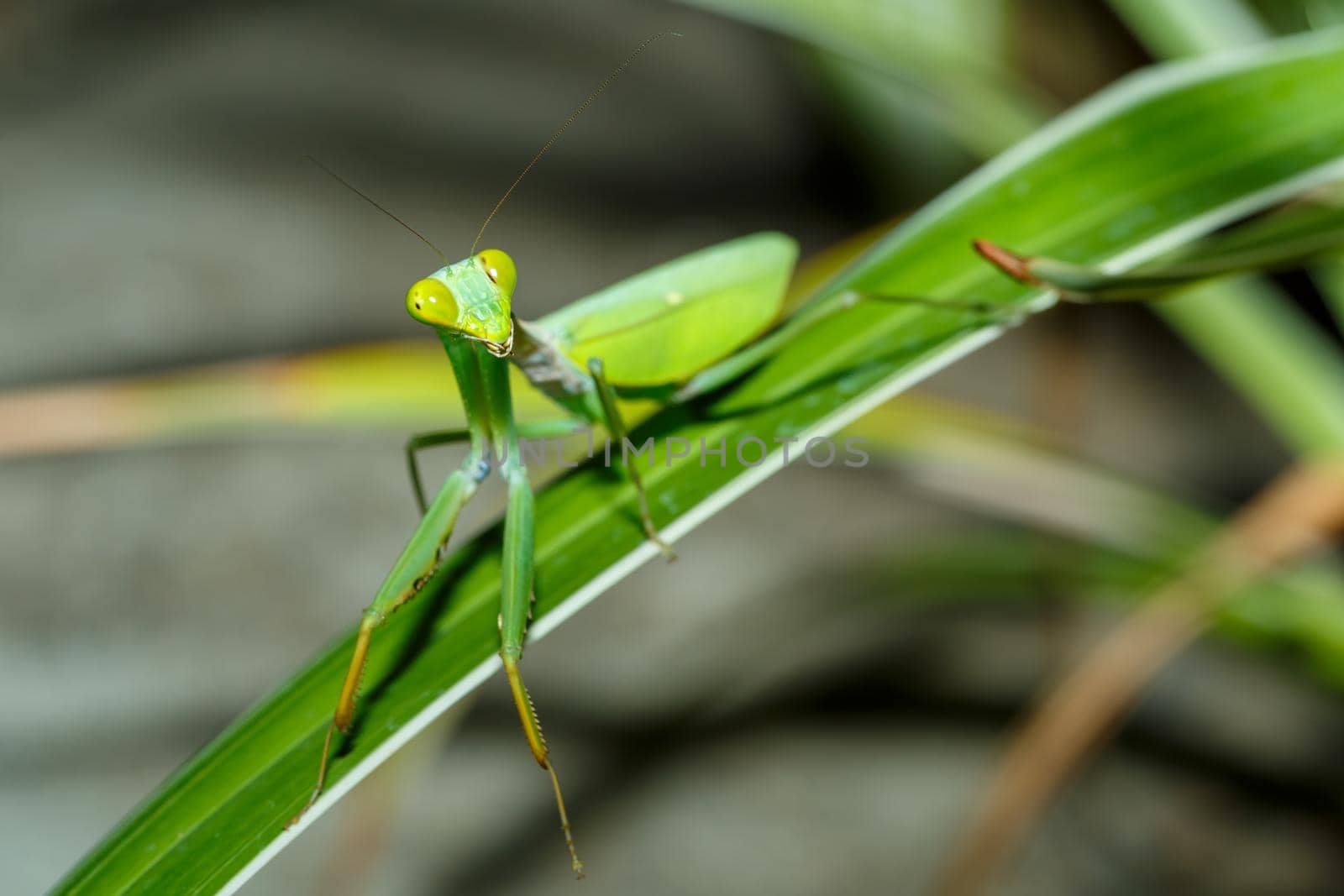 Big female of praying mantis (Mantodea) on green leaf, Sulawesi, Indonesia
