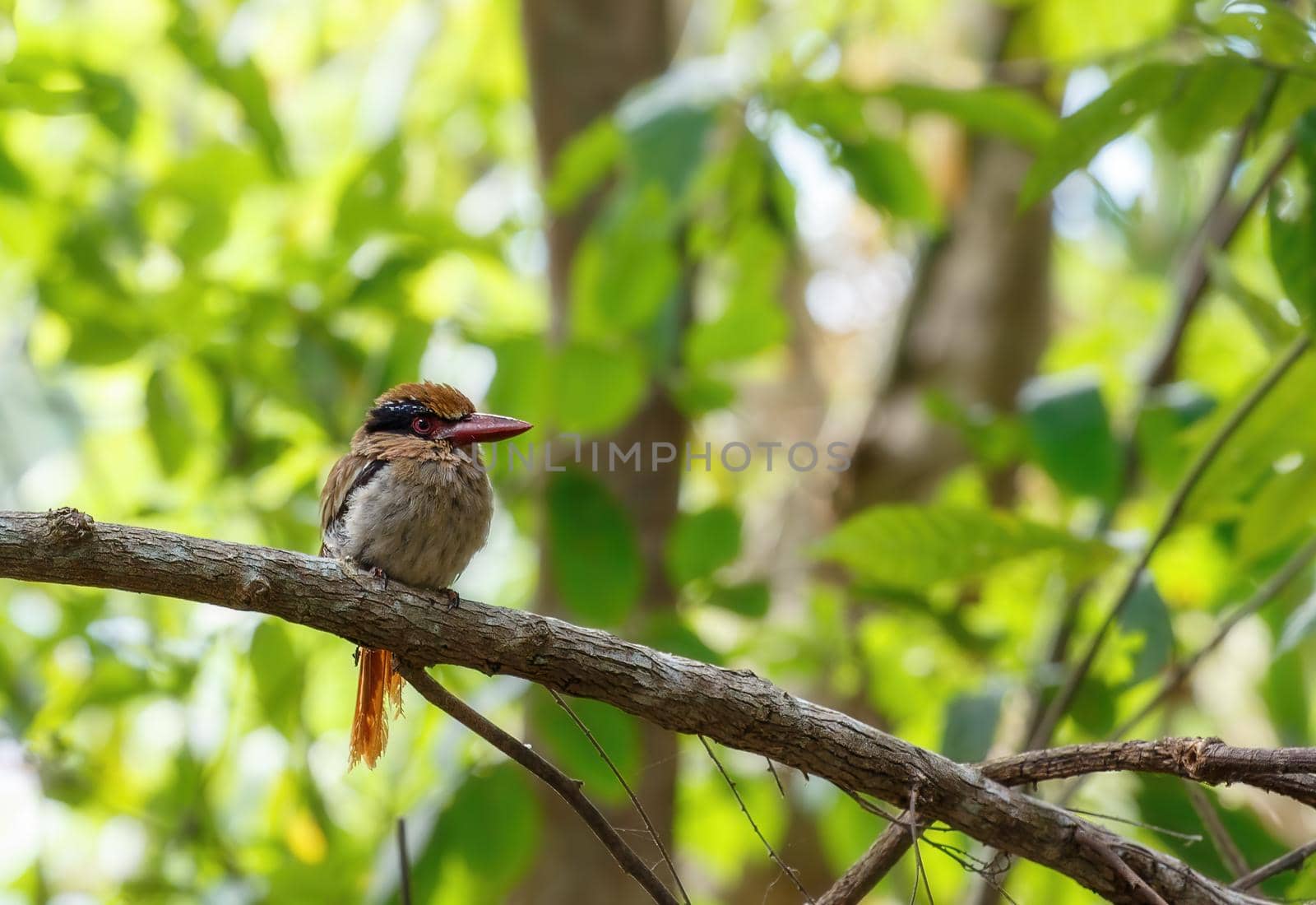 beautiful bird Lilac-cheeked Kingfisher or Celebes flat-billed kingfisher, Cittura cyanotis, sitting on the branch in the green tropical Tangkoko forest. Indonesia wildlife by artush