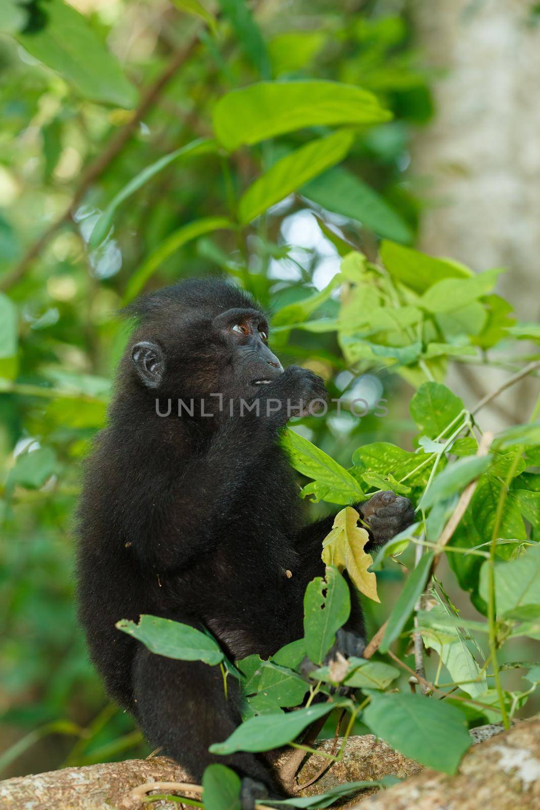 Endemic monkey Celebes crested macaque (Macaca nigra) known as black monkey on tree in in rainforest, Tangkoko Nature Reserve in North Sulawesi, Indonesia wildlife