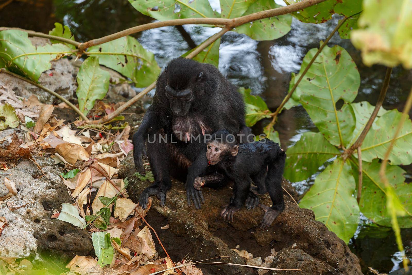 Endemic monkey Celebes crested macaque (Macaca nigra) known as black monkey, mother with baby in rainforest, Tangkoko Nature Reserve in North Sulawesi, Indonesia wildlife