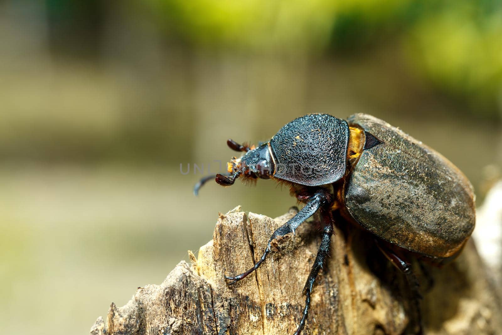 beetle in Tangkoko rainforest. Rhinoceros beetle, Rhino beetle, Hercules beetle, Horn beetle female. Indonesia wildlife