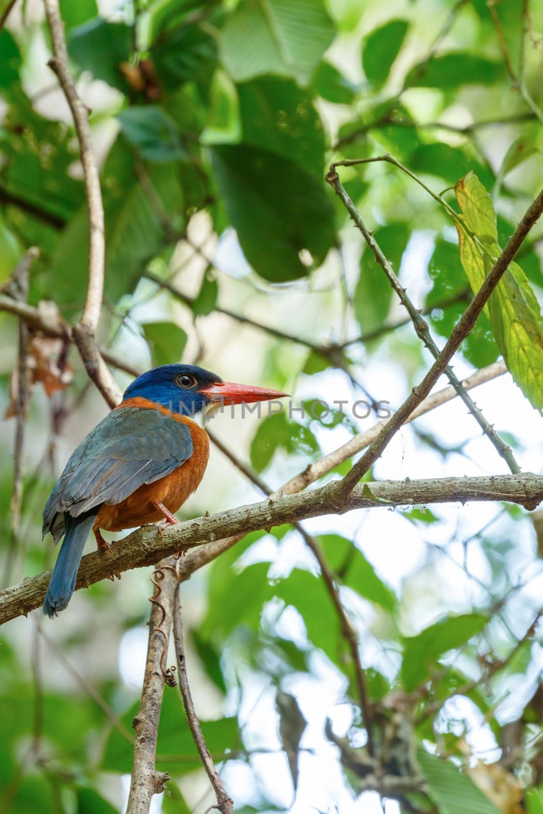 beautiful colorful bird green-backed kingfisher (Actenoides monachus) perches on a branch in indonesian jungle, endemic species to Indonesia wildlife, birding Asia, Tangkoko, Sulawesi