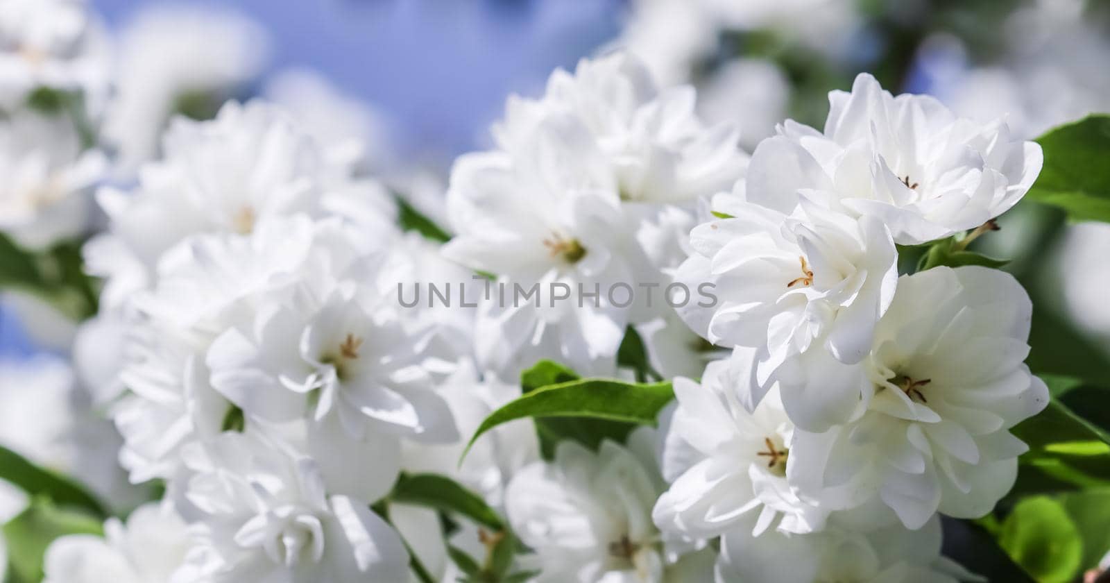White terry jasmine flowers in the garden against blue sky. Floral background