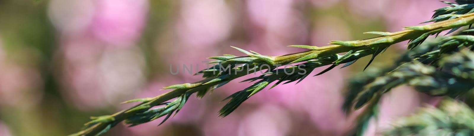 Blue evergreen conifer branches of Juniperus squamata Blue Carpet on a blurred background of pink flowers in the garden by Olayola