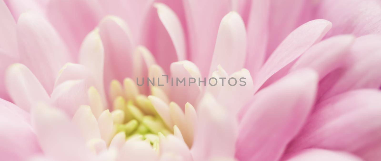 Abstract floral background, pink chrysanthemum flower. Macro flowers backdrop for holiday brand design by Olayola