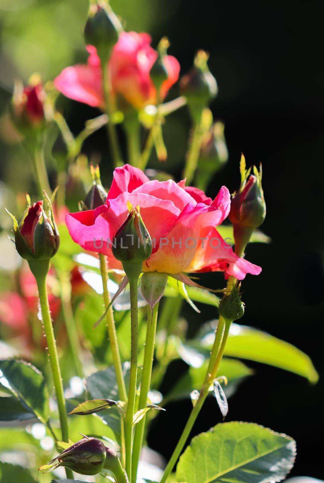 Beautiful red rose in the garden on a sunny day. Ideal for background greeting cards