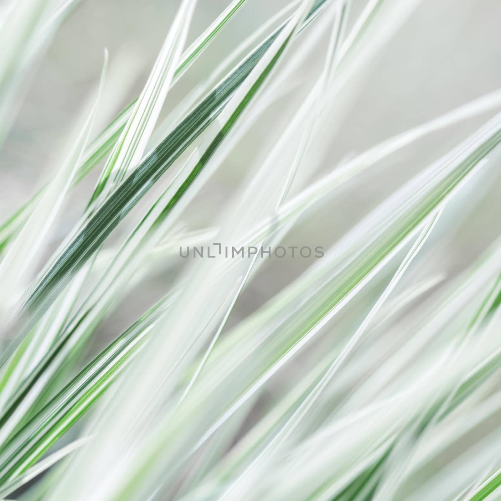 Decorative green and white striped grass. Arrhenatherum elatius bulbosum variegatum. Soft focus. Natural background.