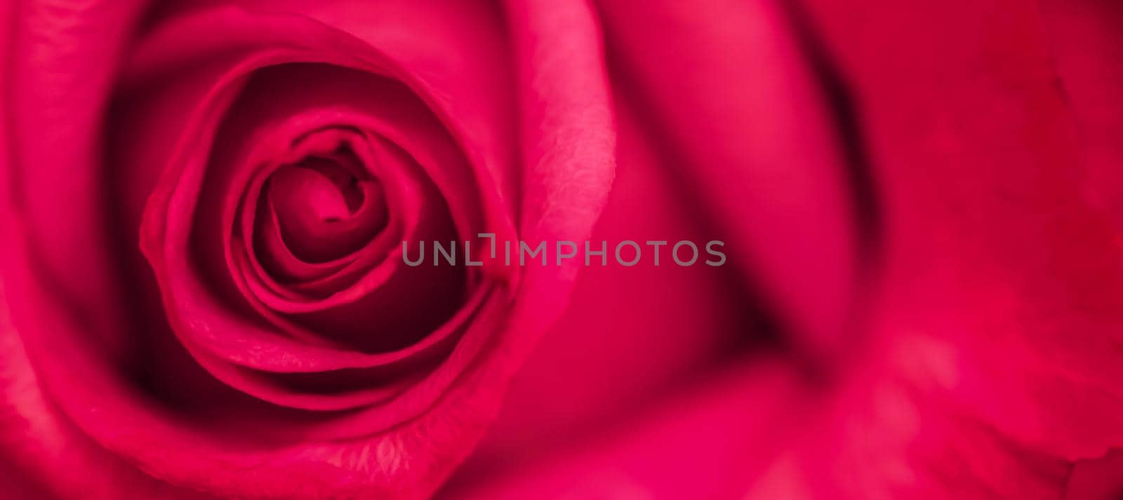 Soft focus, abstract floral background, red rose flower. Macro flowers backdrop for holiday brand design by Olayola
