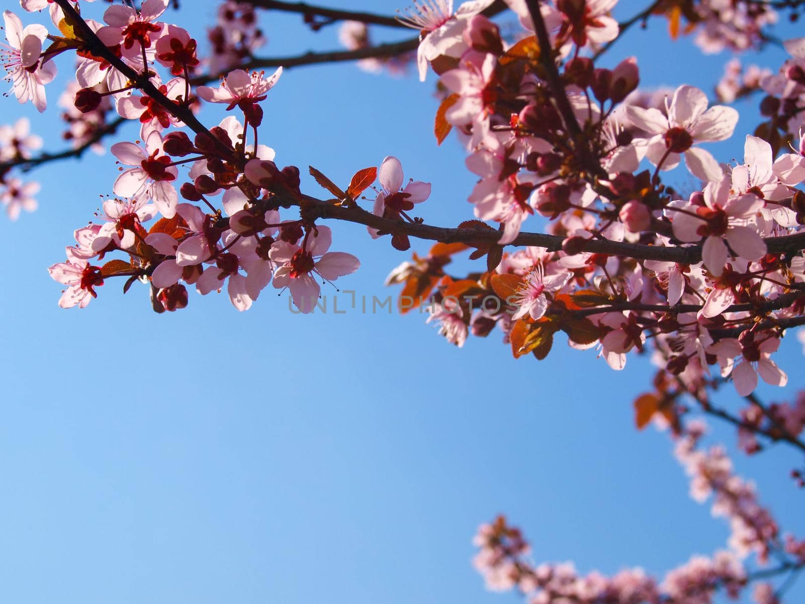 Blooming fruit tree close up, with blue sky.