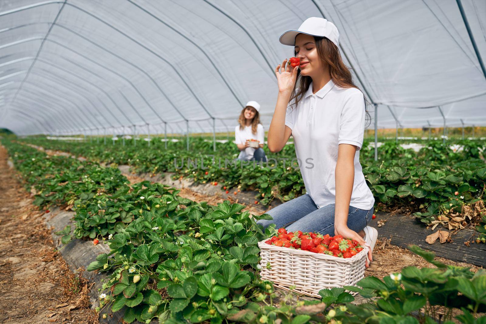 Side view of two squatting women wearing white caps are picking strawberries . Two beautiful females are harvesting strawberries in greenhouse and smelling it. Concept of field work.